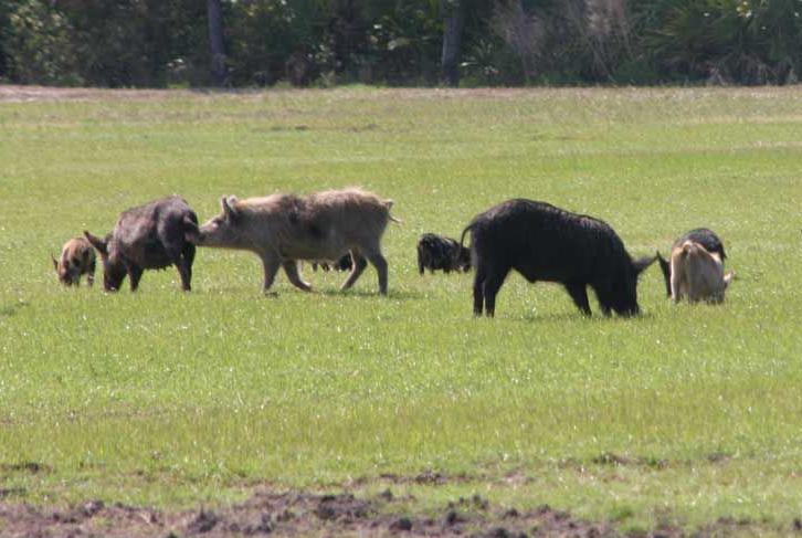 Effort begins to trap wild hogs in Berkeley